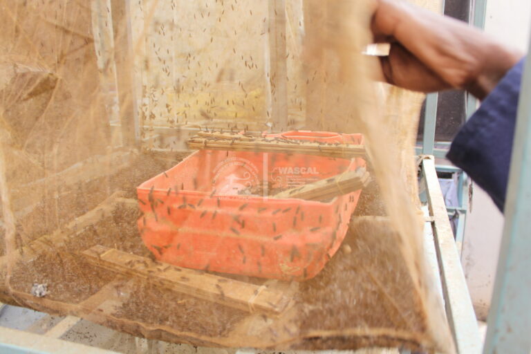 MULTIPLICATION — MOUCHE SOLDAT NOIRE | IER – 27 mars 2026