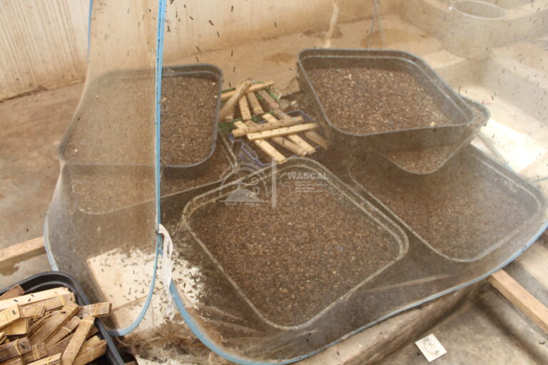 MULTIPLICATION — MOUCHE SOLDAT NOIRE | IER – 27 mars 2026