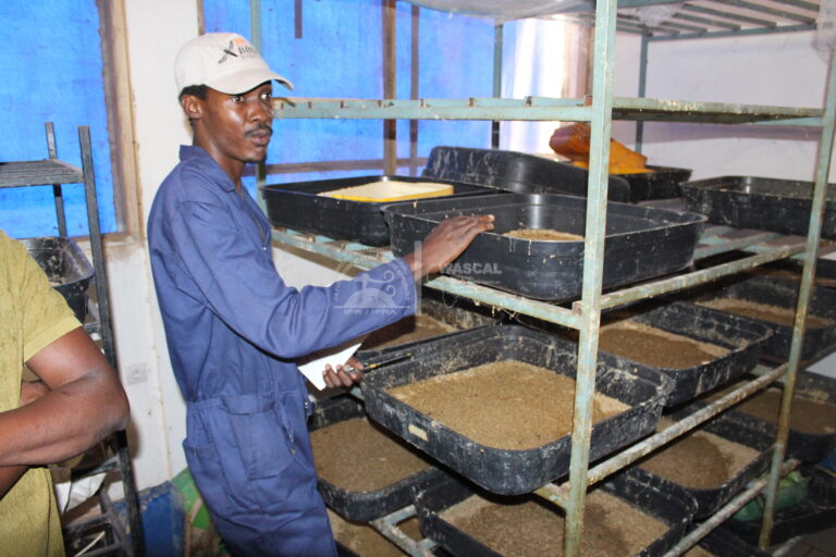 ENGRAISSEMENT DES LARVES — MOUCHE SOLDAT NOIRE | IER – 27 mars 2026